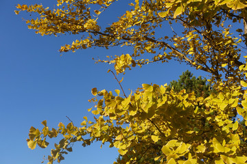 ginkgo au milles écus