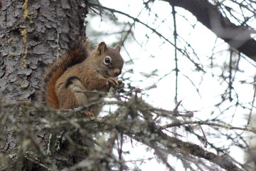 scoiattolo con pigna in bocca su albero, denali np, alaska