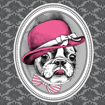 Frame with image of French Bulldog in pink Elegant women's hat and bow. Vector illustration.
