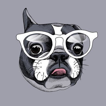 French Bulldog portrait in a glasses. Vector illustration.