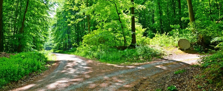Waldlandschaft im Deister, Niedersachsen, Panorama