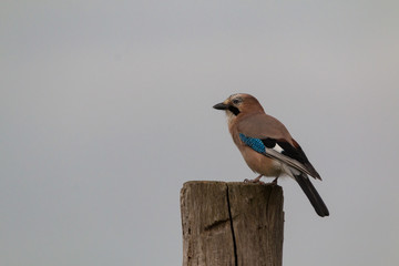 Eurasian jay