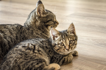 Kitten with Cat on a wooden background