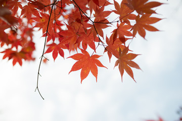 Fall. Autumn maple leaves and autumn sky
