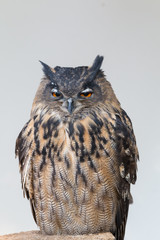 eagle owl