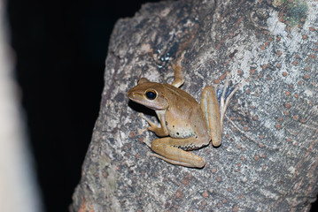 tree frog