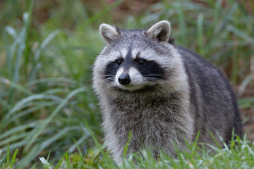 racoon
