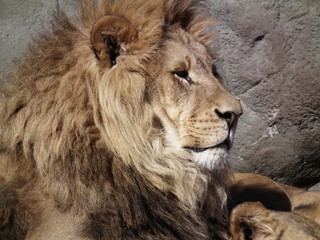 Obraz premium Proud Lion
