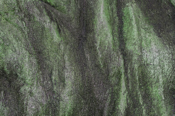old spotty stained concrete wall texture background. color black, green