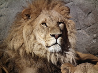 Proud Lion