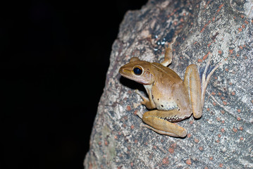 tree frog