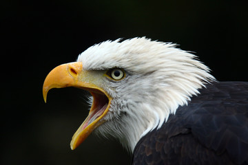Schreiender Weißkopfseeadler