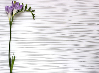 Twigs of fresh freesias flowers