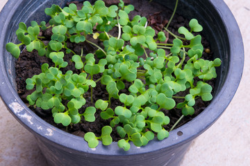 little plant on a pot