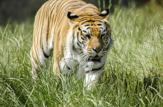 call me Tiger