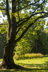 Old oak in the park