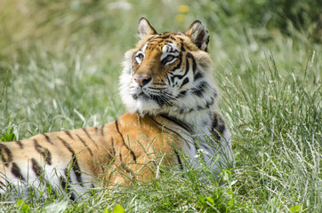 call me Tiger