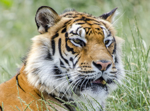 call me Tiger