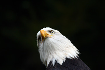 Hochschauender Weißkopfseeadler
