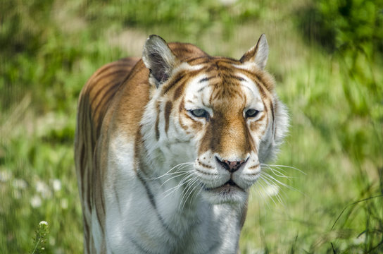 call me Tiger