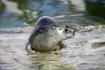 Smiling seal laying in the water