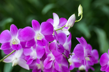 Fototapeta premium Purple pink orchid