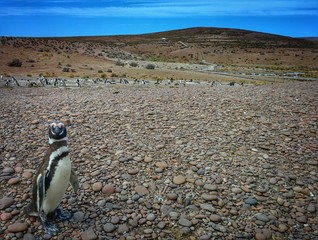 Pinguino in Patagonia