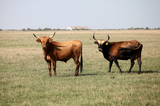 Gorgeous wild aurochs in the nature reserve