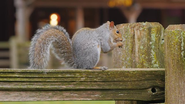 The typical American squirrel sitting on a wooden fence eating a nut