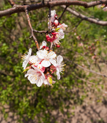 Apricot blossoms on branch close up