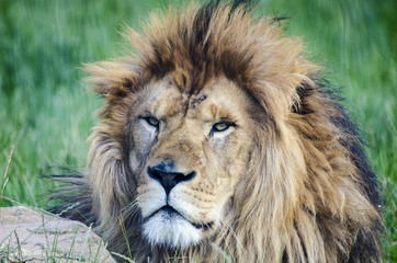 Obraz na płótnie Canvas The Lion King