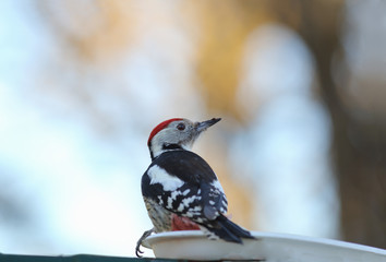 Woodpecker climbed dirty feet in the trough...