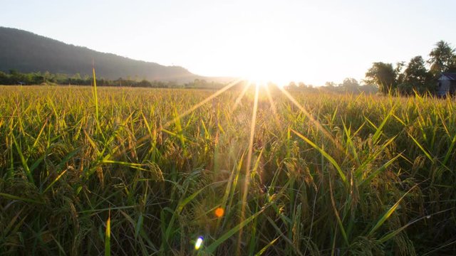 Timelapse at the rice field during sunset
