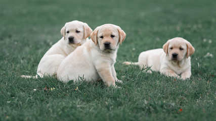 three cute yellow Labrador puppy resting in green grass