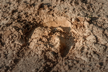 trace of the hoof horse on sand