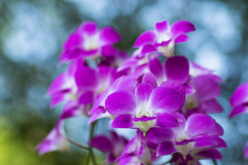 Naklejka na ściany i meble Purple pink orchid