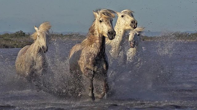 Camargue Horse, Group galloping through Swamp, Saintes Marie de la Mer in Camargue, in the South of France, Slow Motion
