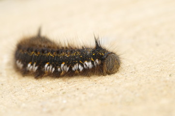 Caterpillar grass lasiocampidae (lat. Euthrix potatoria)