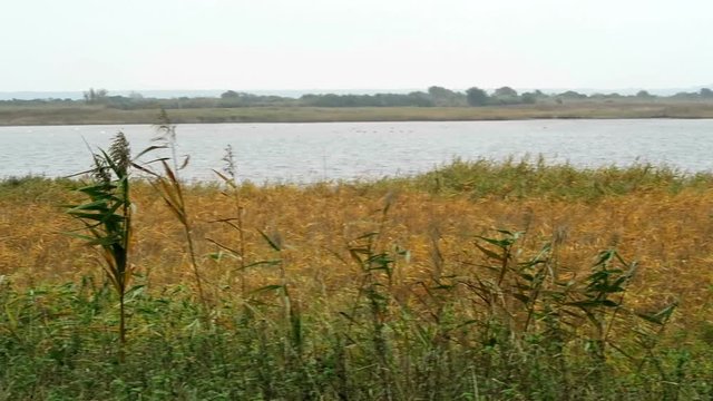 Hiddensee Isle in Autumn time. Coast with reed and willow trees (Mecklenburg-Vorpommern, Germany)