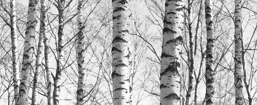 Fototapeta birch forest, black-white photo, autumn landscape, beautiful panorama