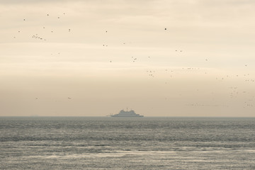 Old ferry on the Wadden Sea surrounded by birds.