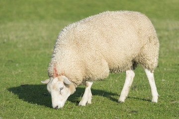 Fototapeta premium Sheep on a dike .