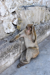 Barbary ape (macaque) on Gibraltar rock.
Monkey sitting on the ground  with hand on his head.