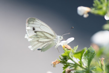 Butterfly on a flower