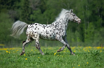 Obraz na płótnie Canvas Appaloosa horse runs gallop on the meadow in summer time