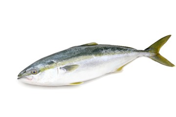 ワラサ（ブリ）