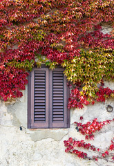 Obraz na płótnie Canvas window with colorful autumnal vine leaves