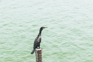 Little cormorant