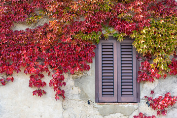 window with colorful autumnal vine leaves