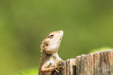 Wild lizard